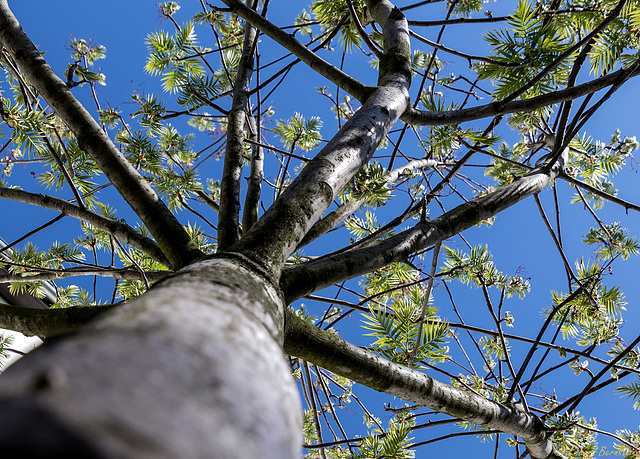 Baum vorm Fenster: Perspektivwechsel