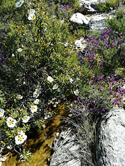 Mountain stream, granite, cistus and Spanish lavender