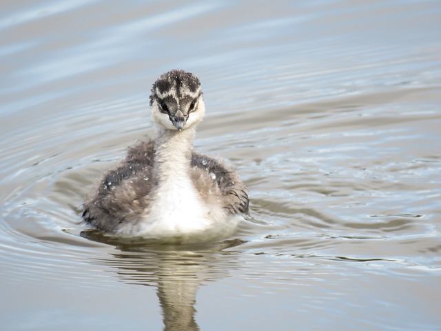 Young Eared Grebe
