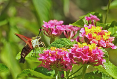 Clearwing moth.  7280509.