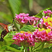 Clearwing moth.  7280509.