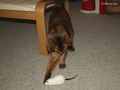 Rags and the white mouse, 2