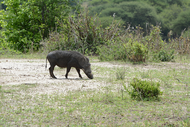 Tarangire, Female Warthog