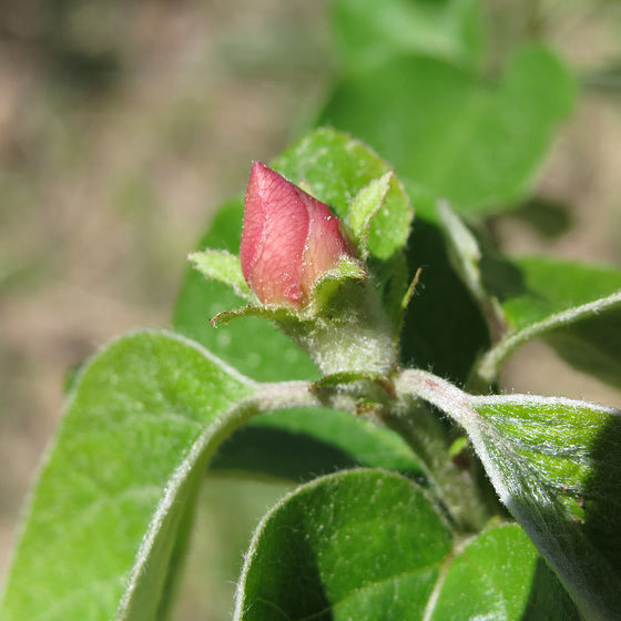 Quince flower bud