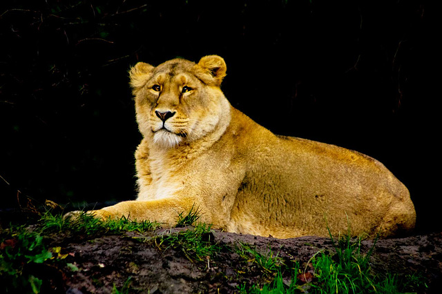 Lioness pose