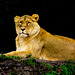 Lioness pose