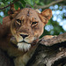 Uganda, Portrait of a Lioness on a Tree