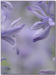 Dance of the bluebells