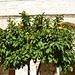 Bethlehem, Orange Tree in the Courtyard of the Church of St. Catherine