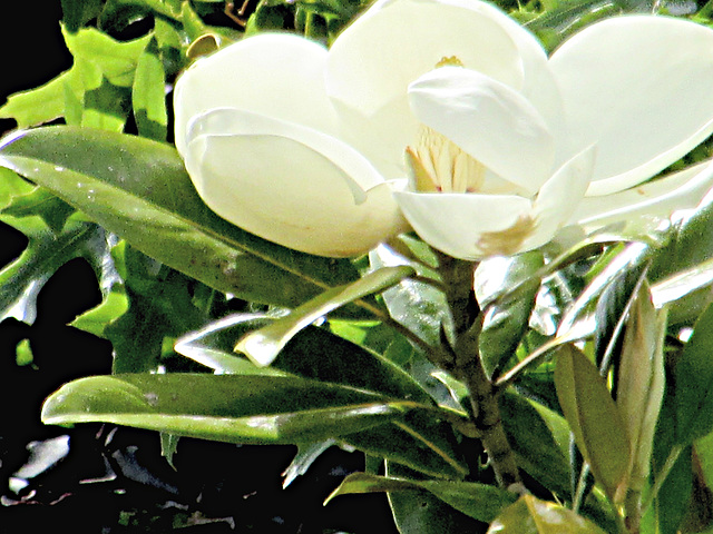 Wonderful Magnolia