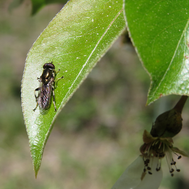 Wasp on a pear leaf