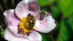 200719 Montreux fleur abeille