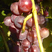Weintrauben in meinem Garten - grapoloj da vinberoj en mia ĝardeno