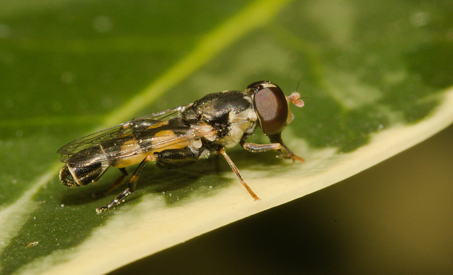 HoverflyIMG 3440