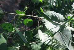 Monnaie du pape (fruits et feuilles) (Lunaria annua, Brassicaceae) (France)