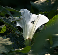 Bindweed With Visitor