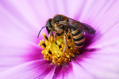 Biene oder Wespe? Bee or wasp?