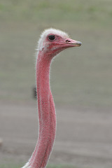 Ngorongoro, The Head of the Ostrich on the Long Neck