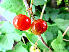 Red Currants.