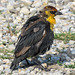 Yellow-headed Blackbird female