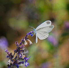 Eine zarte Schmetterlingsfee - A delicate butterfly fairy