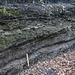 Chavery Coal and roof strata, Duckmanton Railway Cutting
