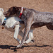 German Shorthaired Pointer and Goberian Playing - Nikon D750 - AFS Nikkor 28-300mm 1:3.5-5.6G VR