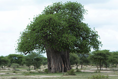 Tarangire, The Baobab