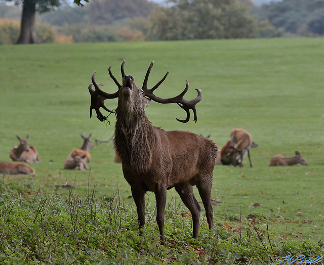 Bellowing red deer at Rutting time.
