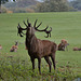 Bellowing red deer at Rutting time.