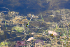 Southern Hawker-DSD0814