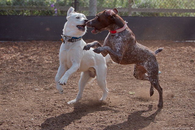 Goberian and German Shorthaired Pointer Dogs Playing - Nikon D750 - AFS Nikkor 28-300mm 1:3.5-5.6G VR