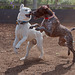 Goberian and German Shorthaired Pointer Dogs Playing - Nikon D750 - AFS Nikkor 28-300mm 1:3.5-5.6G VR