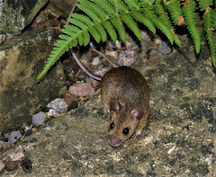 Wood Mouse in the garden.