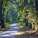 Forest path Especially for Pam