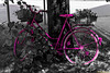 Bicycles in Hasselfelde: 3 - Purple