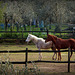 HFF with Horses !