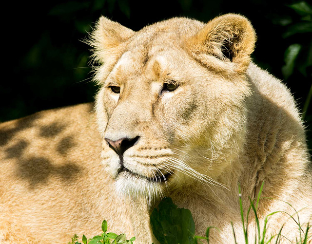 Lioness12
