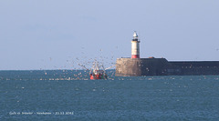 Gulls vs trawler Newhaven 21 11 2021