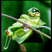 A funny frog: "My weather..." ©UdoSm