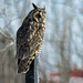 Long-eared Owl / Asio otus