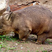 Wombat d'Australie