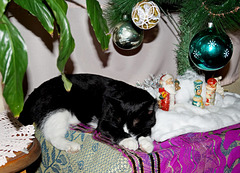 A cat's Christmas dream