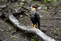 Chile, Caracara in Anticipation of Food