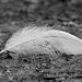 Windy day feather (Explored)
