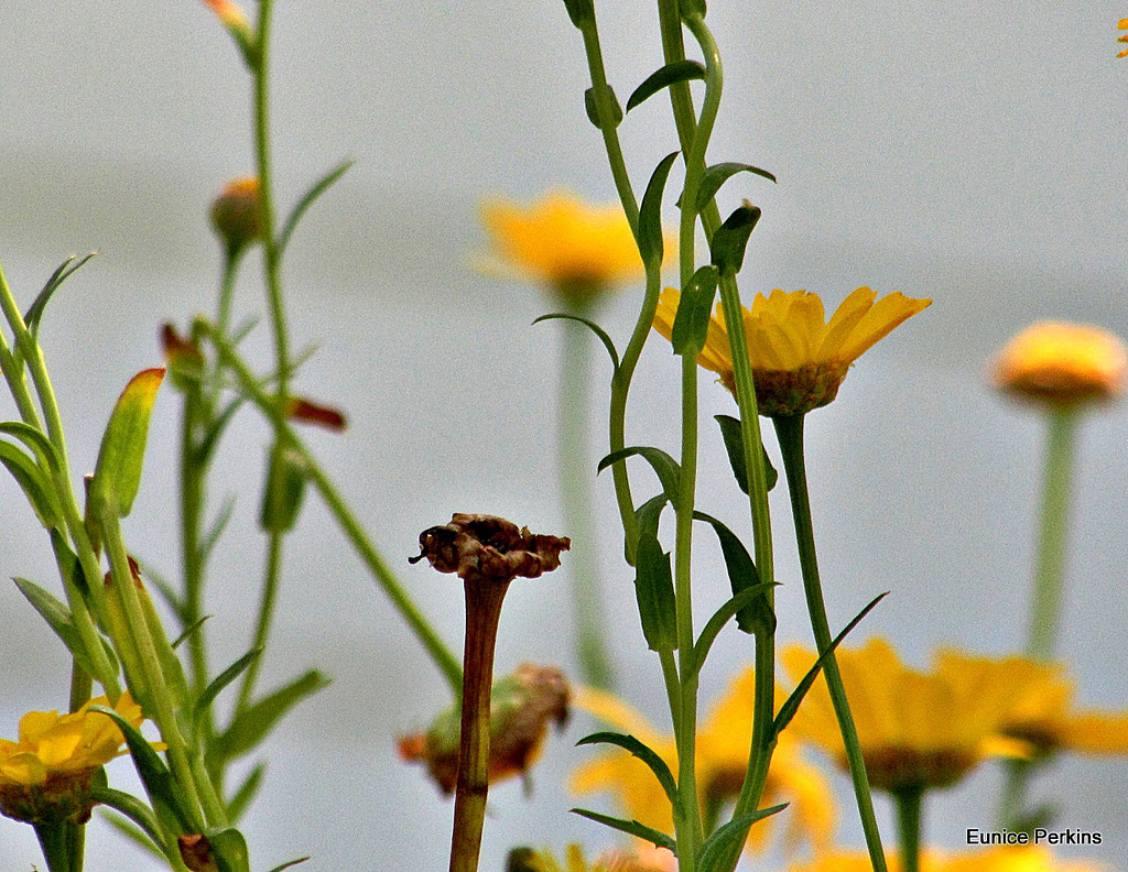 Yellow Heads.