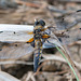 Four-spotted Chaser-DSZ4137