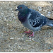 P1090645.jpg Le pigeon