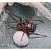 Spider with Egg Sac