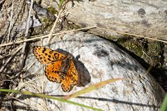Spotted Fritillary-DSD1692